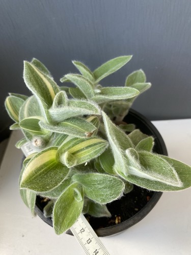 Tradescantia sillamontana/
