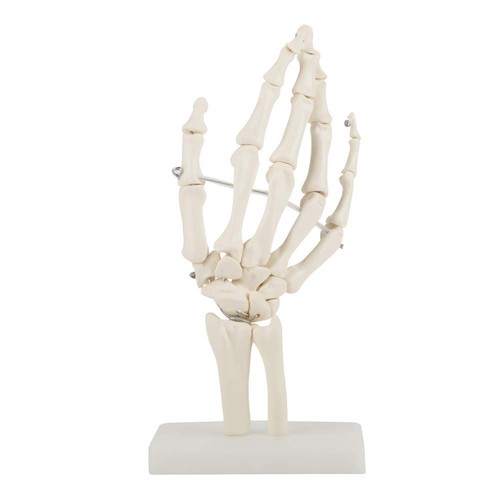 Hand skelett modell - hand,