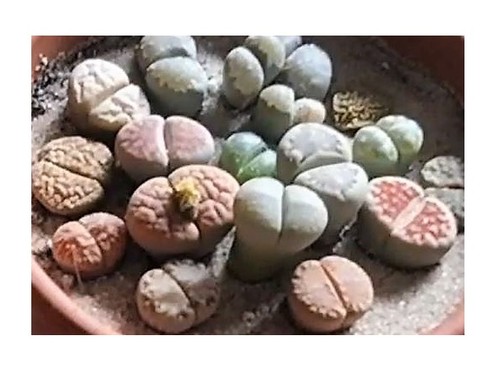 20x lithops mix - 20x, sp.