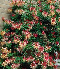 Baldur garten duft geißblatt - duft,