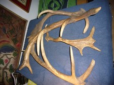 4 Geweihe Abwurfstangen Bastel