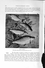 Original alter antiker Druck Naturkunde 1896 Brasse Fisch Zope Zarthe weiß