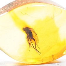 Baltischer Natur Bernstein