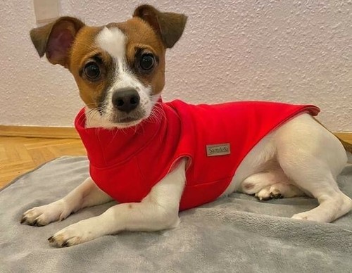 Hunde hoodie - s,, hunde-hoodie