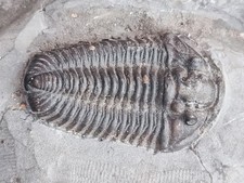 Trilobit  Flexicalymene Devon