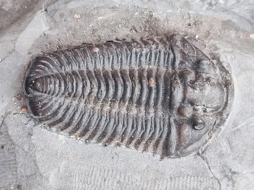 Trilobit flexicalymene devon - ,