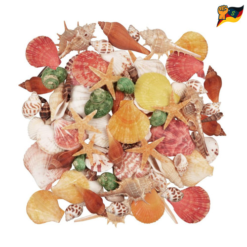 Muscheln 100 stück - muscheln,