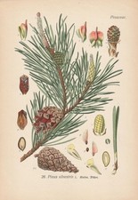 Waldkiefer pinus sylvestris - -,