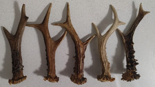 5 schöne Abwurfstangen Rehgeweihe Super Weihnachtsdekoration