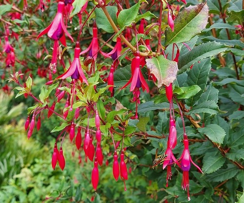 Samen die fuchsie - samen,