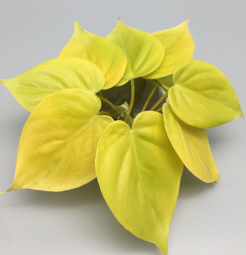 Philodendron micans lime - philodendron,