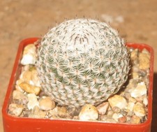 Mammillaria pseudoperbella EB-KA300-T4 Kaktus Pflanze
