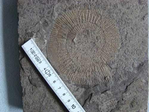 Ammonit dactylioceras lias - ammonit,