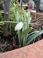 Schneeglöckchen galanthus - 1,