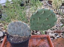 Opuntia azurea frosthart