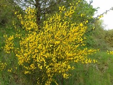 MOTIV TOPFLAPPEN Handarbeit HÜHNER Glücksbringer KÜCHE Hahn ZUBEHÖR