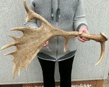 Damhirsch Abwurfstange