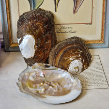 3 x Austern mit Perlen 