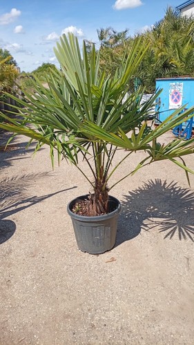 160 xxl hanfpalme - 160, cm
