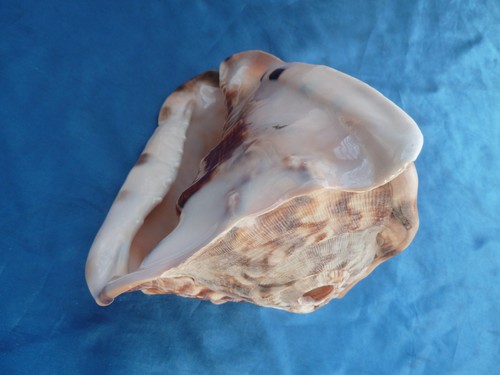 Muschelhorn cassis tuberosa - muschelhorn,