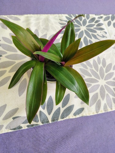 Dreimasterblume tradescantia - ,