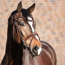 % Kavalkade Trense EveryDay