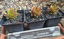 Sempervivum chick charms - chick, charms®