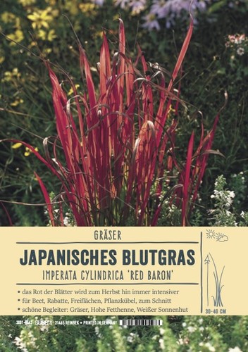 Imperata cylindrica red - imperata, "red