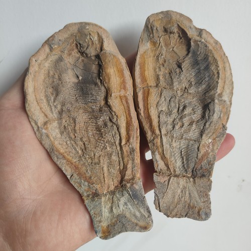 Fischfossil gegenstück - fischfossil,