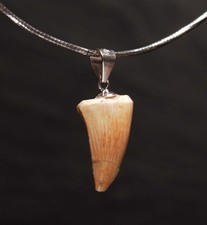 Unikat fossiler echter