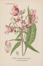 Drüsige Springkraut