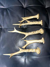 Rehgeweih Reh Geweih Gehörn