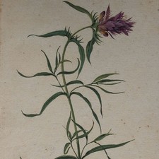 Johann nepomuk mayrhofer - johann,
