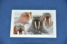 REWE ABENTEUER TIERWELT