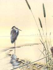 Warwick Higgs (b.1956) - Zeitgenössisches Aquarell, Reiher Im Wasser