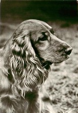 Hunde dogs chiens Cocker-Spaniel