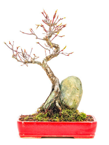Bonsai fächerahorn acer - bonsai,