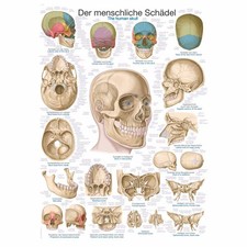 Erler Zimmer anatomische Lehrtafel, Der Schädel, Lehrmittel, 2 Größen