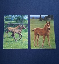 2 AK Pferdepostkarten mit Fohlen, Trakehner Fohlen, Horse