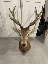 Ausgestopfter Hirschkopf – Jagdtrophäe / Rotwild Geweih Präparat