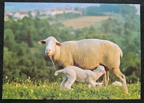 Tierpostkarten tiere - tierpostkarten, ak