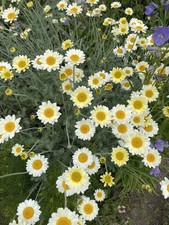 Färberkamille Pflanze Staude