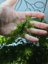 20x40cm Aquariummoos Riesenquellmoos Aquariumpflanzen