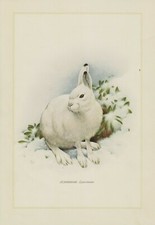 Schneehase Lepus timidus Hase  Alpen   Farbdruck 1958 Zoologie 