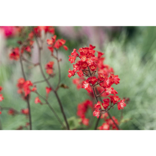 Heuchera sanguinea