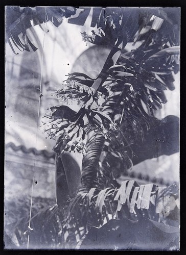 Pflanze c1910 foto negative - pflanze,