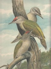 Grauspecht. Picus canus L