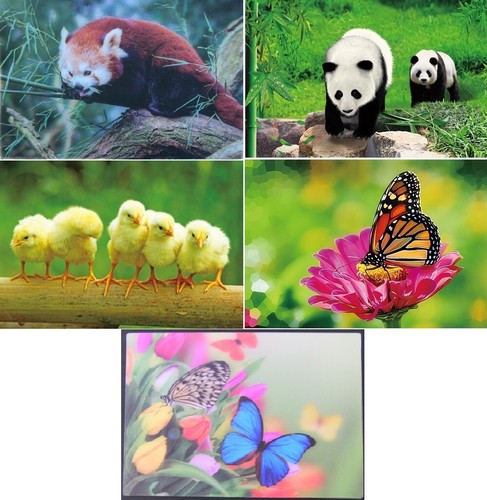 Ansichtskarte küken panda - küken,