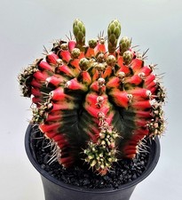 Schöner großer gymnocalycium - schöner,