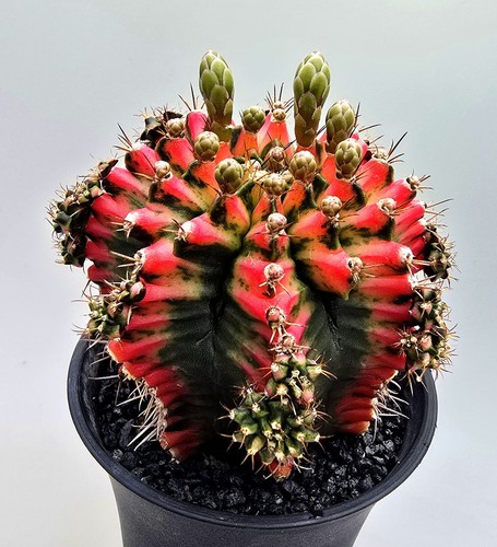 Schöner großer gymnocalycium - schöner,